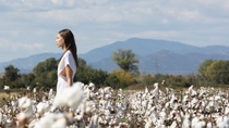 Fashion show in cotton field_1 Fashion show in cotton field_1