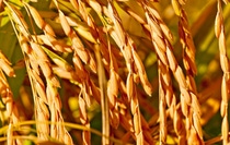 Fotografia del cultivo de arroz en Chile