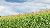 imagen de una plantación de maíz en méxico imagen de una plantación de maíz en méxico