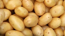 Cultivo de papas BASF Colombia Cultivo de papas BASF Colombia