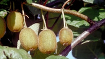 Fotografia del cultivo de kiwi en Chile