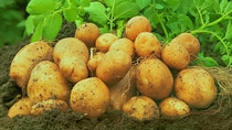 Potatoes on a field Potatoes on a field