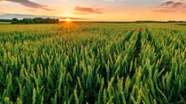 Scenic view at beautiful summer sunset in a wheaten shiny field with golden wheat and sun rays, deep blue cloudy sky and road, rows leading far away, valley landscape; Shutterstock ID 2205054889; purchase_order: -; job: -; client: -; other: - Scenic view at beautiful summer sunset in a wheaten shiny field with golden wheat and sun rays, deep blue cloudy sky and road, rows leading far away, valley landscape; Shutterstock ID 2205054889; purchase_order: -; job: -; client: -; other: -