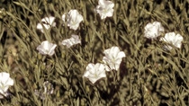 AR-cultivo-de-lino AR-cultivo-de-lino