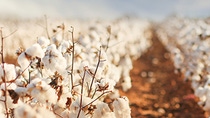 Cotton field ready for harvest Cotton field ready for harvest