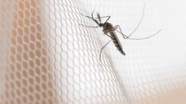 Mosquito on white mosquito wire mesh,net.Mosquito disease is carrier of Malaria, Zica Virus,Fever. Mosquito on white mosquito wire mesh,net.Mosquito disease is carrier of Malaria, Zica Virus,Fever.