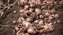 Fotografia del cultivo de rosas en Colombia