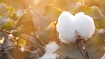 Close up of fluffy white cotton boll on cotton plant