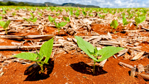 Plantação de feijão crescendo BASF Brasil Plantação de feijão crescendo BASF Brasil