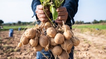 Farmer holding in hands the harvest of potatoes in the  field.; Shutterstock ID 2176088511; purchase_order: ; job: ; client: ; other:  Farmer holding in hands the harvest of potatoes in the  field.; Shutterstock ID 2176088511; purchase_order: ; job: ; client: ; other: