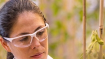 Daniela Loaiza, Assistant Scientist, examines transgenic soybean plants in the greenhouse for health and quality. The locations of the plants are tracked in the inventory system by scanning the barcode. Print free of charge. Copyright by BASF.Die wissenschaftliche Mitarbeiterin Daniela Loaiza untersucht transgene Sojabohnenpflanzen im Gewächshaus auf deren Gesundheit und Qualität. Durch Scannen des Barcodes wird der Standort der Pflanzen im Bestandsführungssystem erfasst. Abdruck honorarfrei. Copyright by BASF. Daniela Loaiza, Assistant Scientist, examines transgenic soybean plants in the greenhouse for health and quality. The locations of the plants are tracked in the inventory system by scanning the barcode. Print free of charge. Copyright by BASF.Die wissenschaftliche Mitarbeiterin Daniela Loaiza untersucht transgene Sojabohnenpflanzen im Gewächshaus auf deren Gesundheit und Qualität. Durch Scannen des Barcodes wird der Standort der Pflanzen im Bestandsführungssystem erfasst. Abdruck honorarfrei. Copyright by BASF.