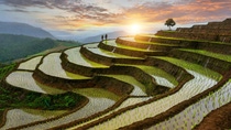 Rice paddy_5