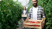 Farmes harvesting fresh tomatoes in a greenhouse