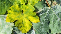 A dangerous disease of grape Mildew — downy mildew ( lat. Of plasmopara viticola ). Grape leaves, due to the active reproduction of the fungus, covered with moldy plaque; Shutterstock ID 1792508743; purchase_order: ; job: ; client: ; other: A dangerous disease of grape Mildew — downy mildew ( lat. Of plasmopara viticola ). Grape leaves, due to the active reproduction of the fungus, covered with moldy plaque; Shutterstock ID 1792508743; purchase_order: ; job: ; client: ; other: