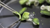 Soybean seedlings are being prepared for genetic transformation using an agrobacterium-mediated transformation method.  For this, one seed leaf, a so-called cotyledon, and the first expanding leaves are removed to expose the cells intended for DNA delivery. The explants are immersed in a solution containing   agrobacterium, a common soil bacterium that has developed the ability to cleanly transfer genetic material into plants. This process is one way to introduce favorable traits such as disease resistance into soybean.Sojabohnenkeimlinge werden für die gentechnische Transformation mithilfe sogenannter Agrobakterien vorbereitet. Um die Zellen freizulegen, die für den DNA-Transfer gedacht sind, werden ein Keimblatt  und die ersten Blättchen entfernt,. Die Sojastückchen werden in eine Lösung mit Agrobakterien getaucht. Dabei handelt es sich um gewöhnliche Bodenbakterien, die die Fähigkeit besitzen, Gene in die Erbinformation einer Pflanze zu übertragen. Auf diese Weise können sie gewünschte Pflanzeneigenschaften wie etwa Krankheitsresistenz in die Sojabohnen übertragen.  Soybean seedlings are being prepared for genetic transformation using an agrobacterium-mediated transformation method.  For this, one seed leaf, a so-called cotyledon, and the first expanding leaves are removed to expose the cells intended for DNA delivery. The explants are immersed in a solution containing   agrobacterium, a common soil bacterium that has developed the ability to cleanly transfer genetic material into plants. This process is one way to introduce favorable traits such as disease resistance into soybean.Sojabohnenkeimlinge werden für die gentechnische Transformation mithilfe sogenannter Agrobakterien vorbereitet. Um die Zellen freizulegen, die für den DNA-Transfer gedacht sind, werden ein Keimblatt  und die ersten Blättchen entfernt,. Die Sojastückchen werden in eine Lösung mit Agrobakterien getaucht. Dabei handelt es sich um gewöhnliche Bodenbakterien, die die Fähigkeit besitzen, Gene in die Erbinformation einer Pflanze zu übertragen. Auf diese Weise können sie gewünschte Pflanzeneigenschaften wie etwa Krankheitsresistenz in die Sojabohnen übertragen.