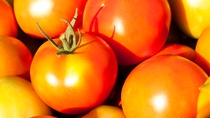 Fotografía del cultivo de tomate en Mexico Fotografía del cultivo de tomate en Mexico