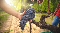 Grape harvest at the world famous and sensational taste of wine grapes sangiovese.; Shutterstock ID 485579806; purchase_order: ; job: ; client: ; other:  
Grape harvest at the world famous and sensational taste of wine grapes sangiovese.; Shutterstock ID 485579806; purchase_order: ; job: ; client: ; other: