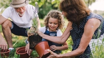 Senior grandparents and granddaughter gardening in the backyard garden. Man, woman and a small girl working.