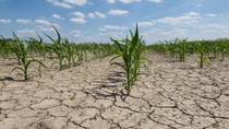 dry corn field with young corn plants dry corn field with young corn plants
