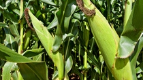 UY-cultivo-de-maiz UY-cultivo-de-maiz