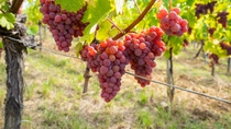 Riping Gewurztraminer grapes in Alsace France. Furstentum Vineyard with gewurztraminer near Kientzheim and Kaysersberg ; Shutterstock ID 1834616593; purchase_order: ; job: ; client: ; other: 
