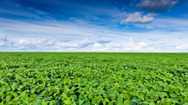 Gran plantación de soya y cielo azul BASF