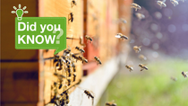 Bee hives have their own bouncers