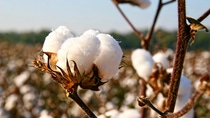 cotton cotton