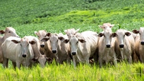 Herd of Nelore cattle grazing in a pasture Herd of Nelore cattle grazing in a pasture