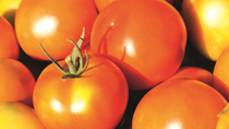 Fotografia del cultivo de tomate en Mexico Fotografia del cultivo de tomate en Mexico