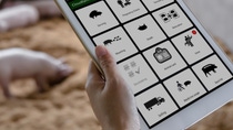A picture of the Cloudfarms pig management app on tablet A picture of the Cloudfarms pig management app on tablet
