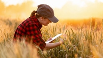 Person in red plaid shirt using tablet in wheat field at sunset, representing digital farming technology. 