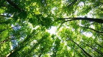 beautiful green forest; Shutterstock ID 273154451; purchase_order:1086744798; job:Katrin Bornemann; client:APE/NDM; other:21264362 beautiful green forest; Shutterstock ID 273154451; purchase_order:1086744798; job:Katrin Bornemann; client:APE/NDM; other:21264362