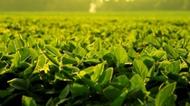 Plantación de soja de BASF Argentina Plantación de soja de BASF Argentina