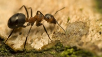 Primer plano de una cucaracha en un armario blanco de la cocina Primer plano de una cucaracha en un armario blanco de la cocina