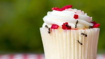 Closeup view of ants on a cupcake