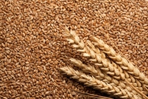 UY-Cultivo-de-Trigo UY-Cultivo-de-Trigo