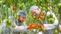 Two men are examining the quality of the tomatoes on the vine.
