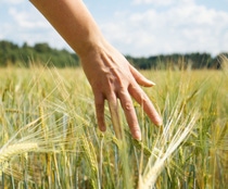 Mano femenina tocando centeno en un campo agrícola.; Identificación de Shutterstock 1184797003; orden_compra: 20220801; trabajo: Presentación; Cliente: BASF SE, ED/KL - H201, Marie Schütz; otros: BASF SE, GBH/IM - D211, Matthias Baque