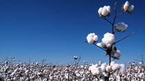 600-02886299
© Koolstock
Model Release: No
Property Release: No
Cotton Crop, Cotton Plant Close-up, Australia 600-02886299
© Koolstock
Model Release: No
Property Release: No
Cotton Crop, Cotton Plant Close-up, Australia
