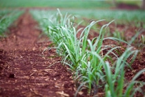 Primer plano del cultivo de caña de azúcar Primer plano del cultivo de caña de azúcar
