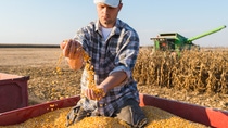 Farmer lets corn run through his hands Farmer lets corn run through his hands
