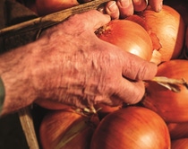 Fotografia del cultivo de cebolla en Perú