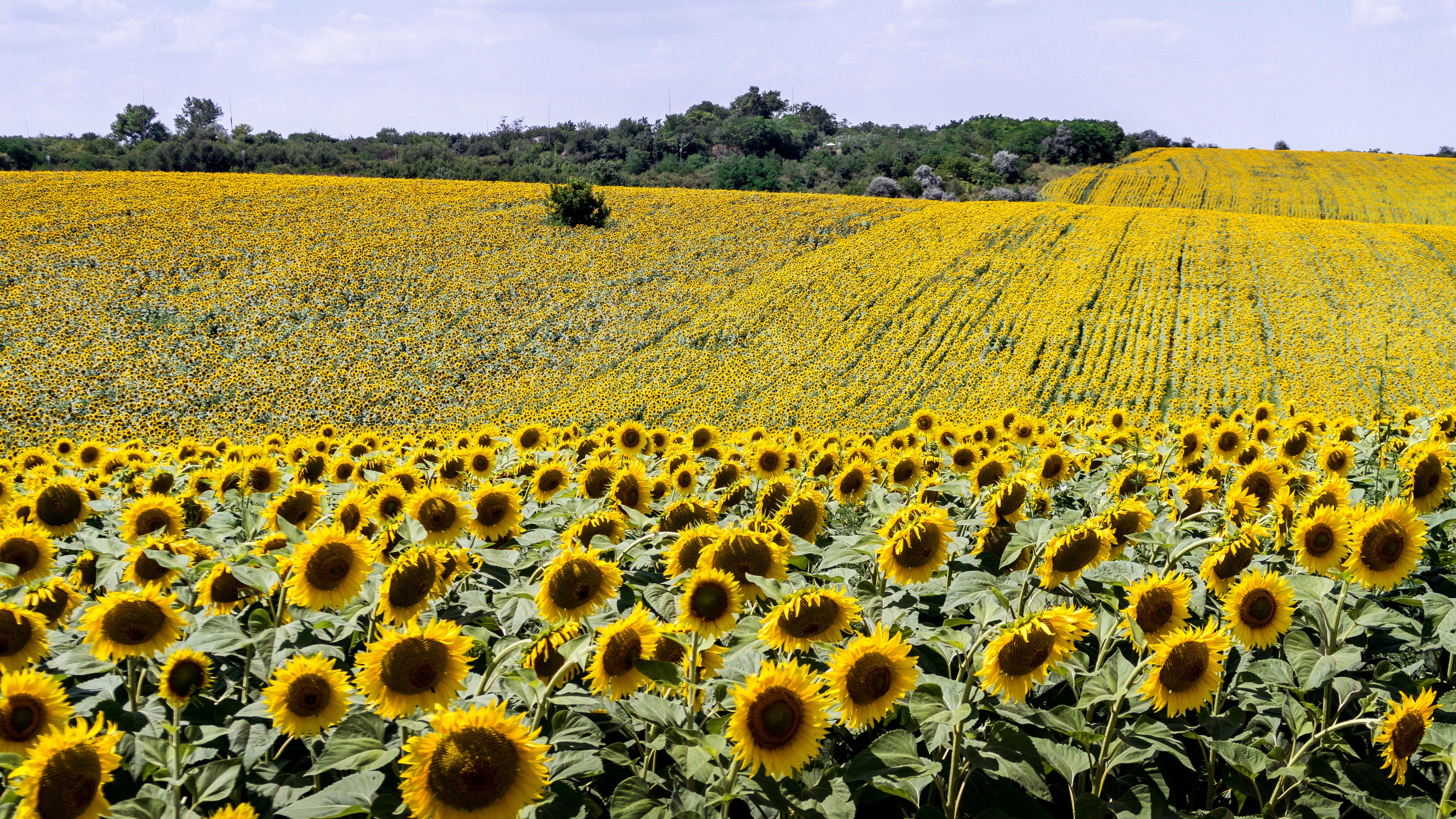Girasoles