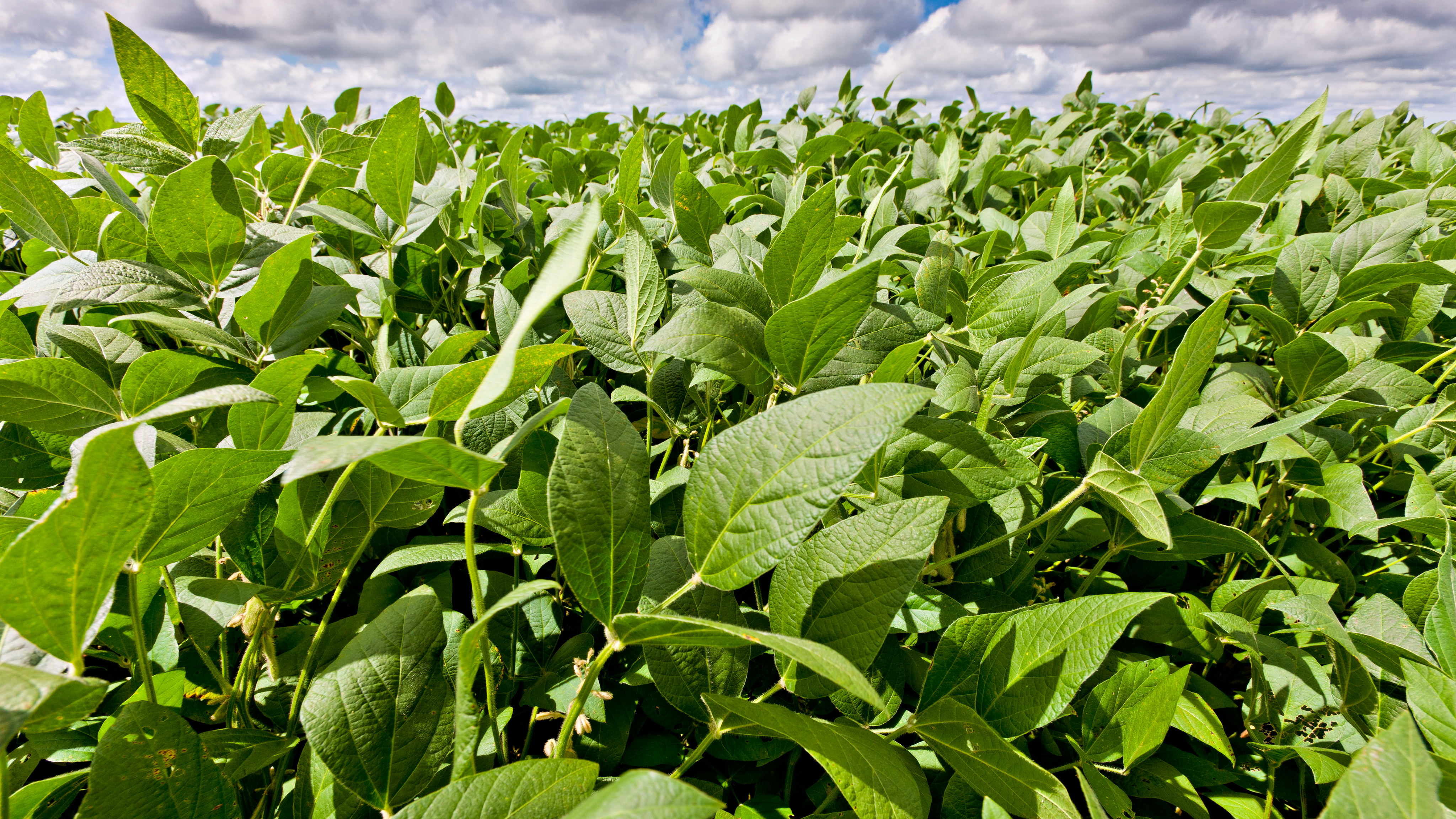 Avanza la campa&ntilde;a gruesa: la soja supera el 93% de siembra y el ma&iacute;z enfrenta demoras por lluvias en el norte