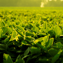 Plantação de soja BASF Brasil