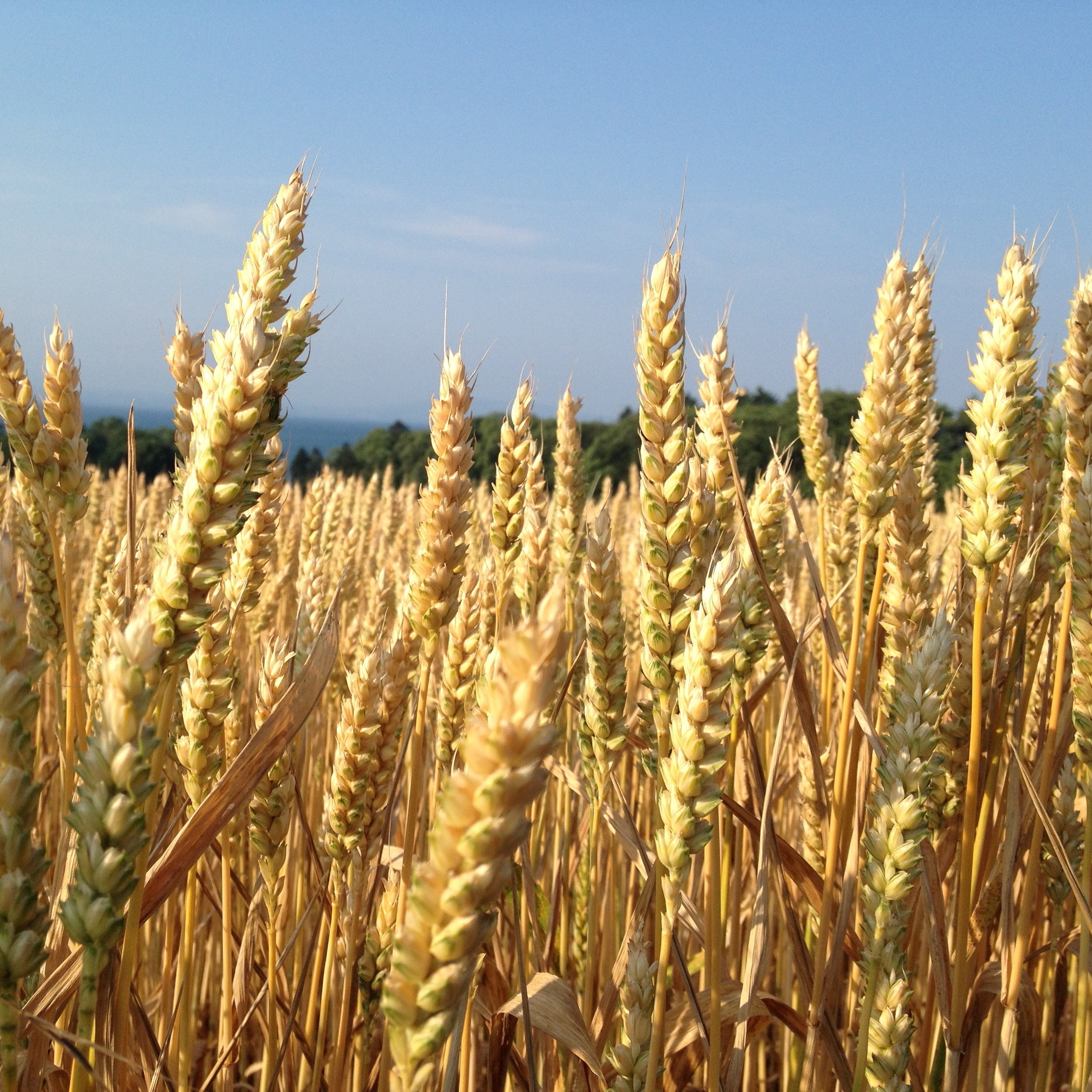 Revista Metroflor No. 92 - Revista Metroflor - Página 1 - 77 | Flip PDF en  línea | PubHTML5, image size:2448x2448