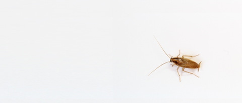 Cucaracha sobre fondo blanco BASF Argentina Cucaracha sobre fondo blanco BASF Argentina