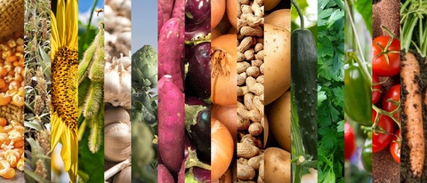 AR-maiz-sorgo-girasol-soja-Ajo-Alcaucil-Batata-Berenjena-Cebolla-Maní-Papa-Pepino-Perejil-Pimiento-Tomate-Zanahoria AR-maiz-sorgo-girasol-soja-Ajo-Alcaucil-Batata-Berenjena-Cebolla-Maní-Papa-Pepino-Perejil-Pimiento-Tomate-Zanahoria