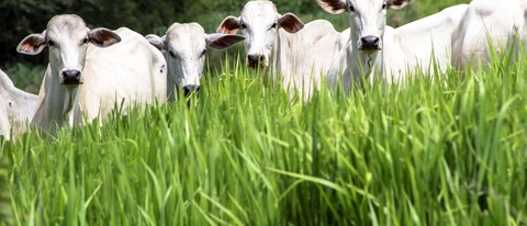 Bueyes en el fondo con pasto verde BASF Argentina